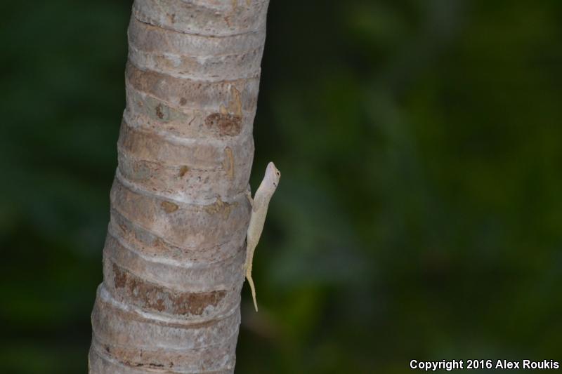 Bark Anole (Anolis distichus)