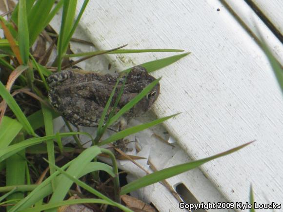 Fowler's Toad (Anaxyrus fowleri)