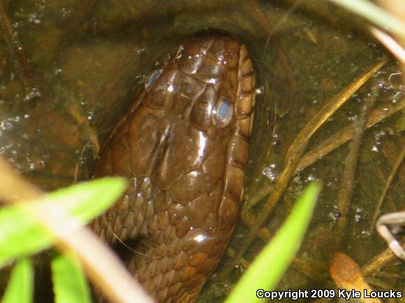 Northern Watersnake (Nerodia sipedon sipedon)