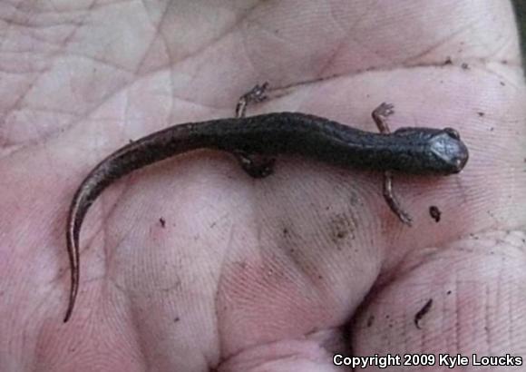 Four-toed Salamander (Hemidactylium scutatum)