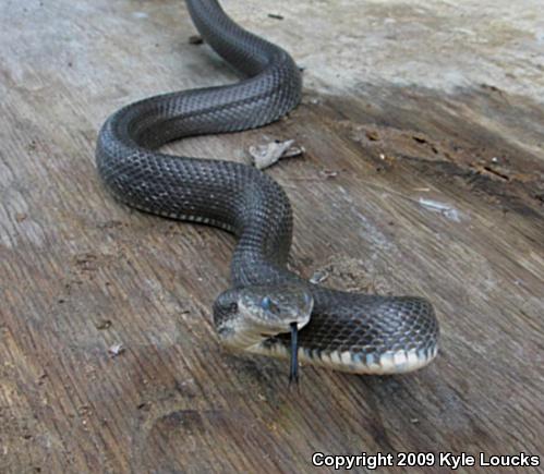 Black Ratsnake (Pantherophis obsoletus obsoletus)