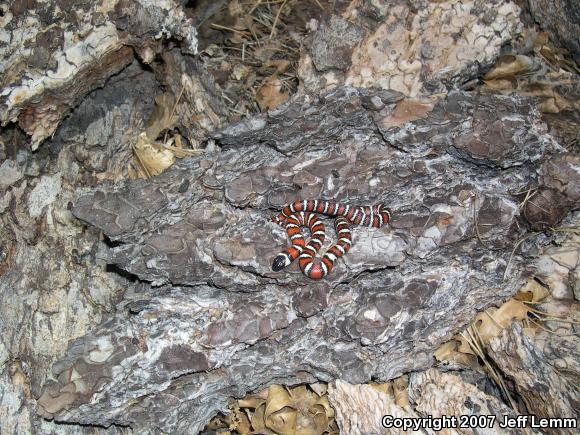 San Diego Mountain Kingsnake (Lampropeltis zonata pulchra)