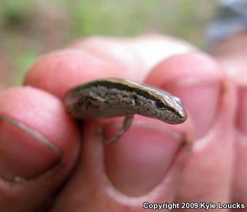 Little Brown Skink (Scincella lateralis)