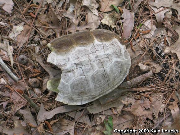 Northern Diamond-backed Terrapin (Malaclemys terrapin terrapin)