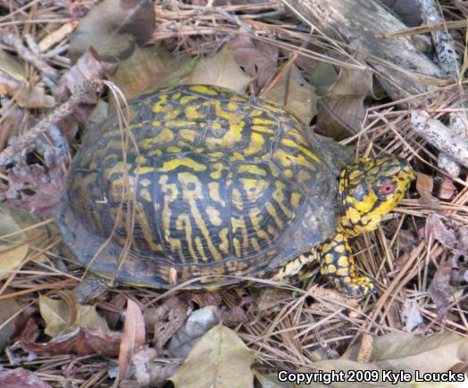 Eastern Box Turtle (Terrapene carolina carolina)