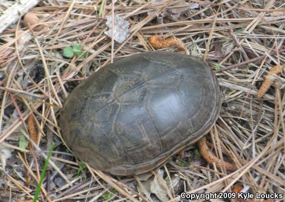 Eastern Mud Turtle (Kinosternon subrubrum subrubrum)