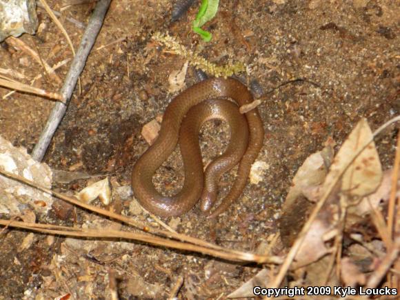 Eastern Wormsnake (Carphophis amoenus amoenus)