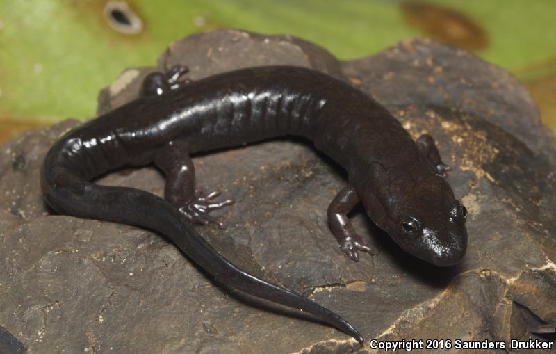 Cumberland Dusky Salamander (Desmognathus abditus)