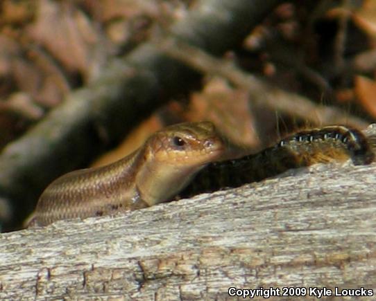 Five-lined Skink (Plestiodon fasciatus)