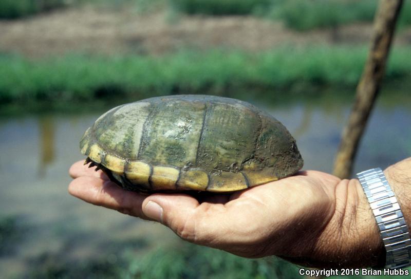 Arizona Mud Turtle (Kinosternon arizonense)