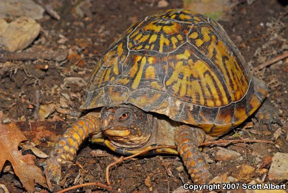 Eastern Box Turtle (Terrapene carolina carolina)