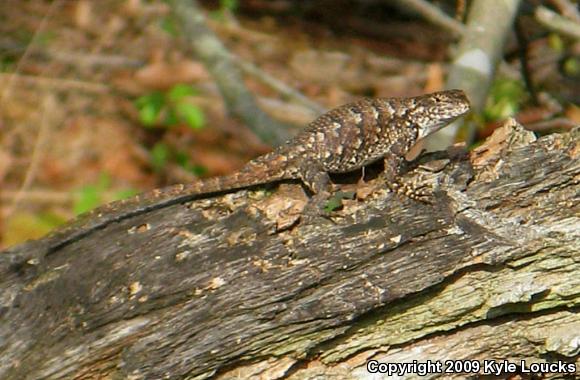 Eastern Fence Lizard (Sceloporus undulatus)