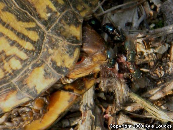 Eastern Box Turtle (Terrapene carolina carolina)