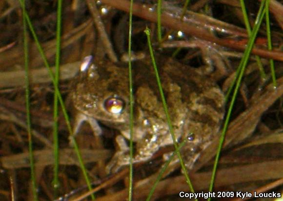 Cope's Gray Treefrog (Hyla chrysoscelis)