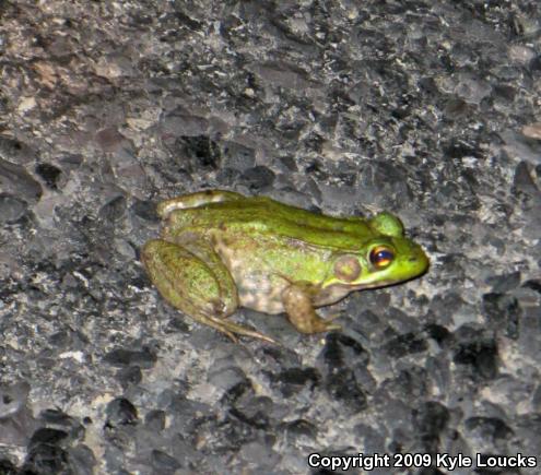 Northern Green Frog (Lithobates clamitans melanota)