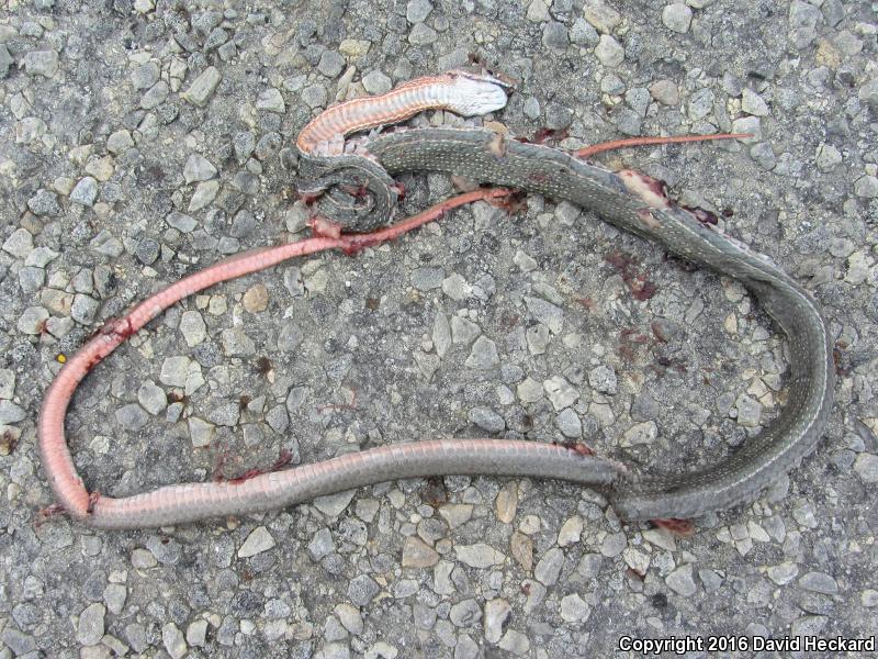 Schott's Whipsnake (Coluber schotti)