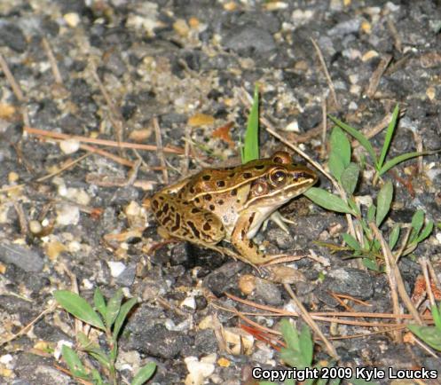 Southern Leopard Frog (Lithobates sphenocephalus utricularius)