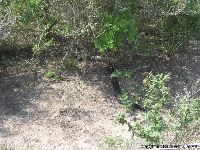 Texas Indigo Snake (Drymarchon melanurus erebennus)