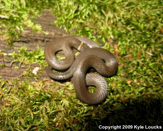 Ring-necked Snake (Diadophis punctatus)