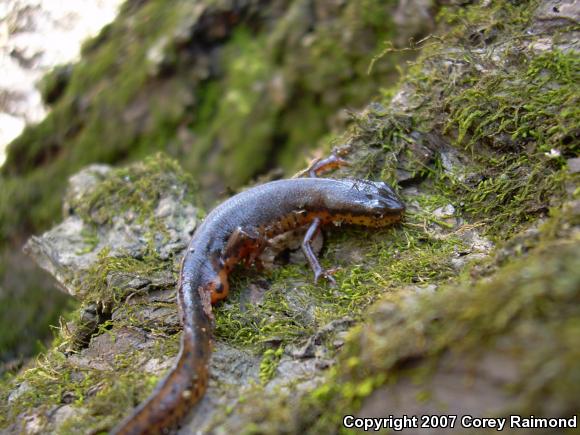 Central Newt (Notophthalmus viridescens louisianensis)