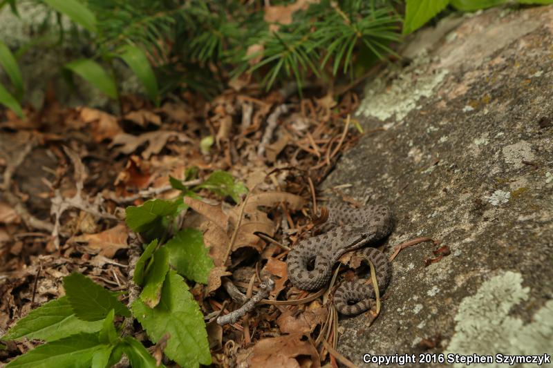 Western Twin-spotted Rattlesnake (Crotalus pricei pricei)