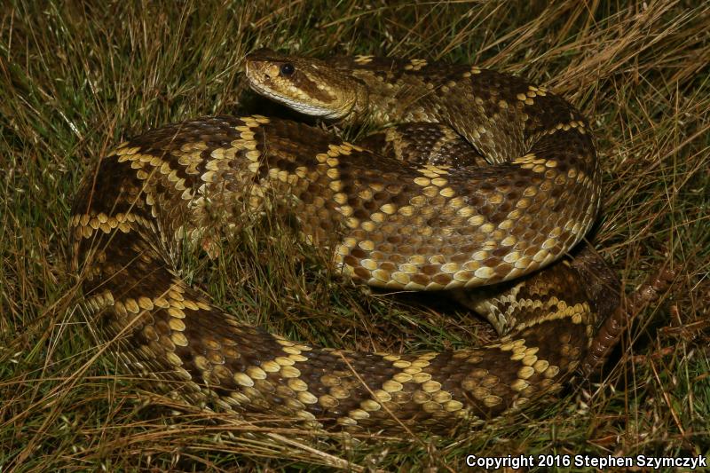 Mexican West Coast Rattlesnake (Crotalus basiliscus)