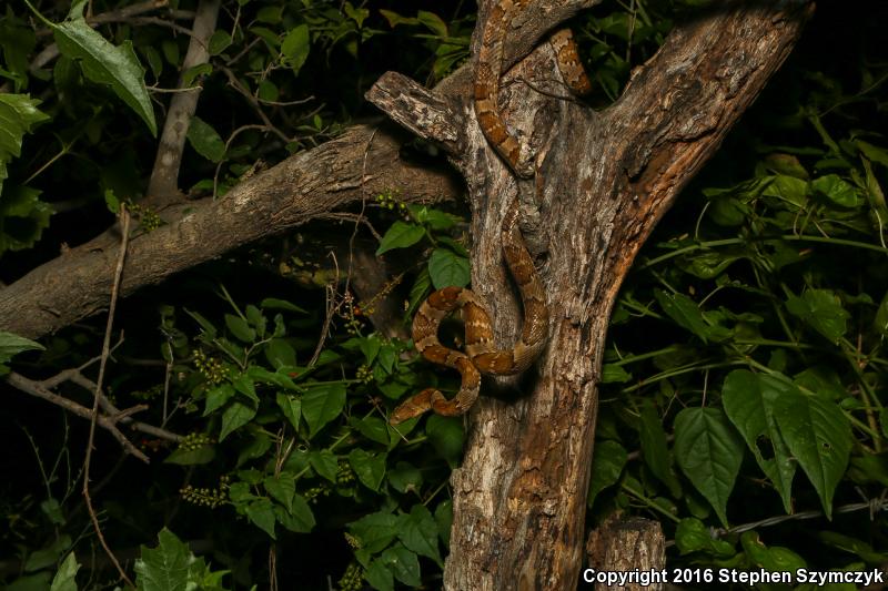 Mexican Lyresnake (Trimorphodon tau tau)