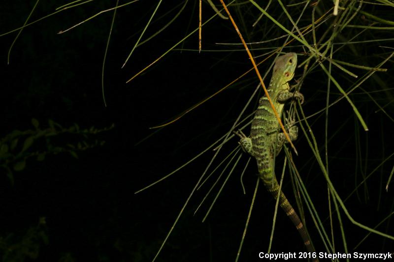 Mexican Spiny-tailed Iguana (Ctenosaura pectinata)