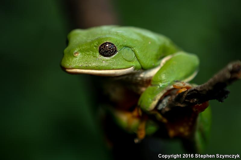 Mexican Leaf Frog (Pachymedusa dacnicolor)