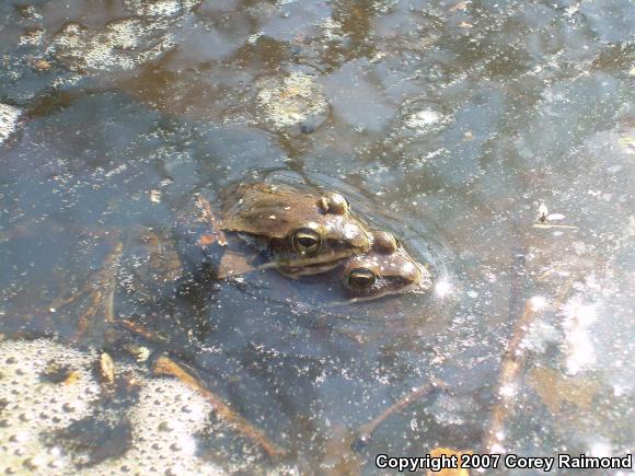 Wood Frog (Lithobates sylvaticus)