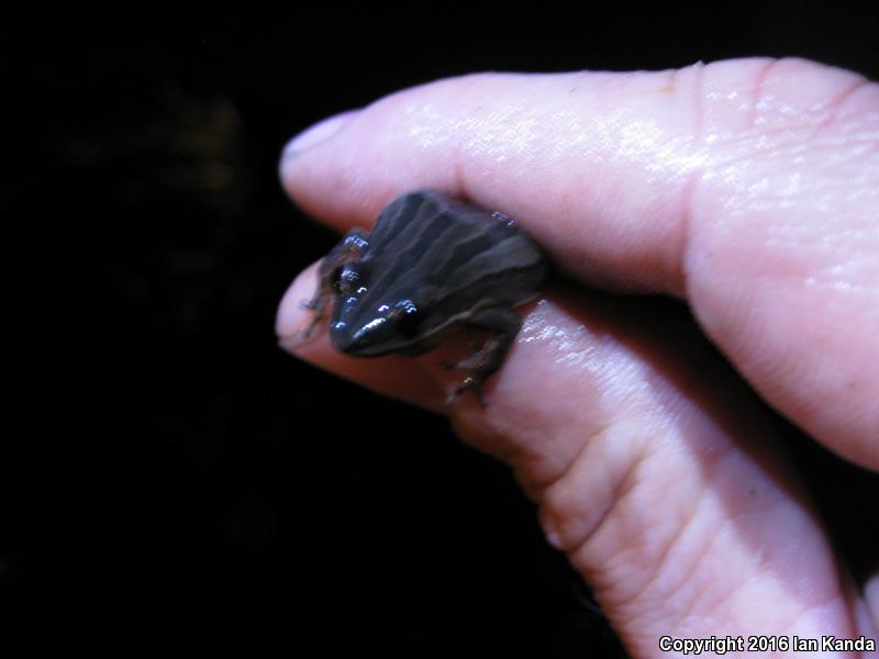 Cajun Chorus Frog (Pseudacris fouquettei)