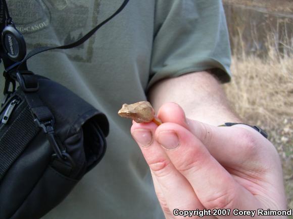 Northern Spring Peeper (Pseudacris crucifer crucifer)