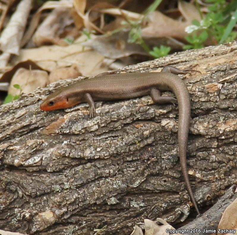 Southern Prairie Skink (Plestiodon septentrionalis obtusirostris)