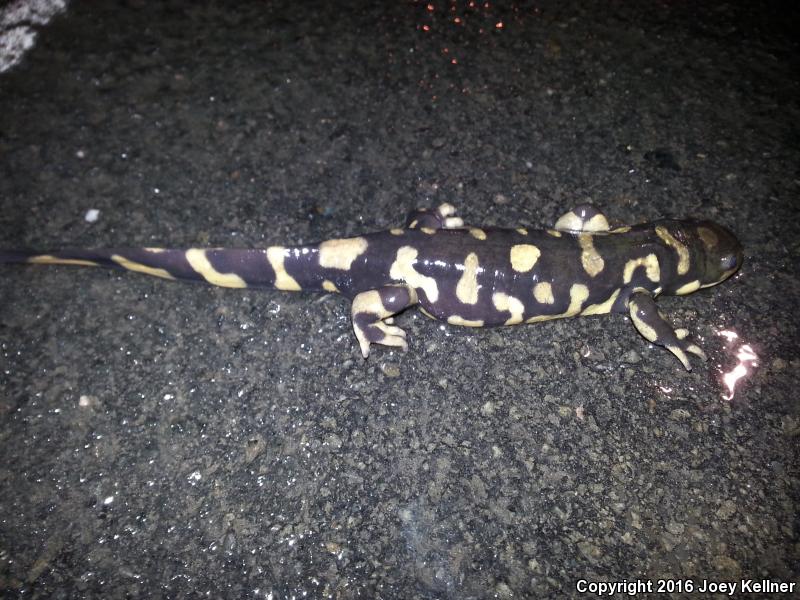 Barred Tiger Salamander (Ambystoma mavortium mavortium)