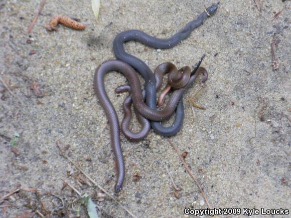 Ring-necked Snake (Diadophis punctatus)