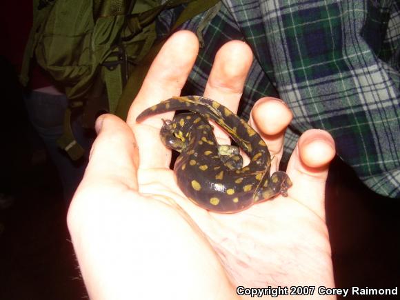 Eastern Tiger Salamander (Ambystoma tigrinum tigrinum)