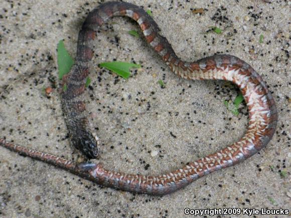 Northern Watersnake (Nerodia sipedon sipedon)