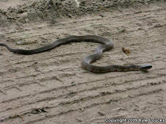 Northern Watersnake (Nerodia sipedon sipedon)