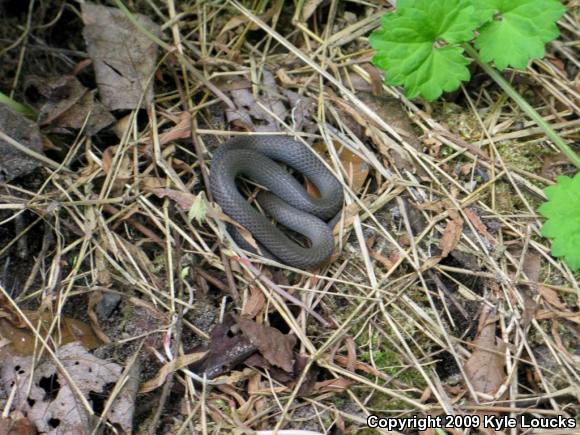 Ring-necked Snake (Diadophis punctatus)