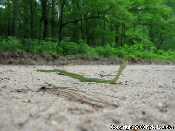 Northern Rough Greensnake (Opheodrys aestivus aestivus)