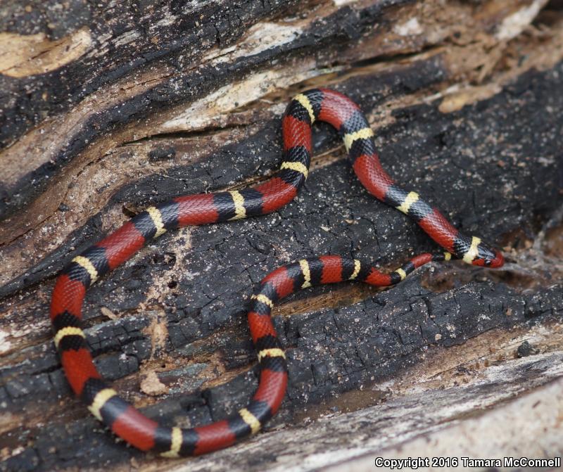 Scarlet Kingsnake (Lampropeltis triangulum elapsoides)