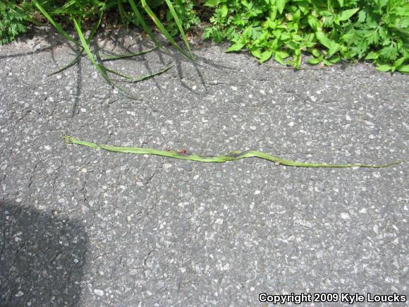 Northern Rough Greensnake (Opheodrys aestivus aestivus)