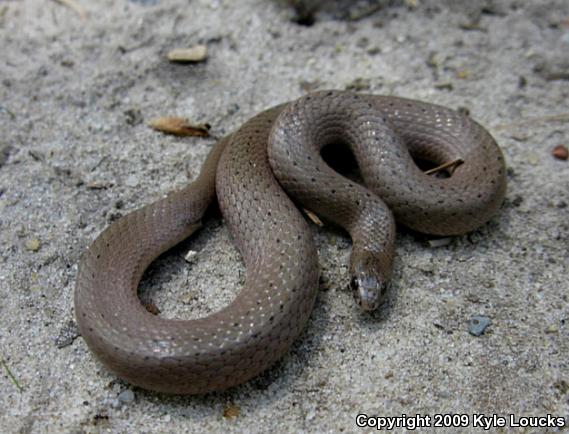 Eastern Smooth Earthsnake (Virginia valeriae valeriae)