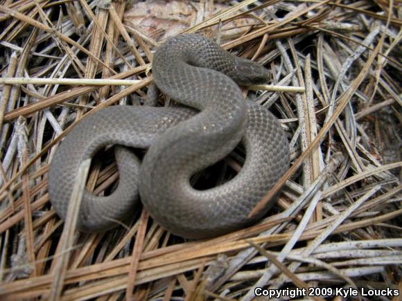 Eastern Smooth Earthsnake (Virginia valeriae valeriae)