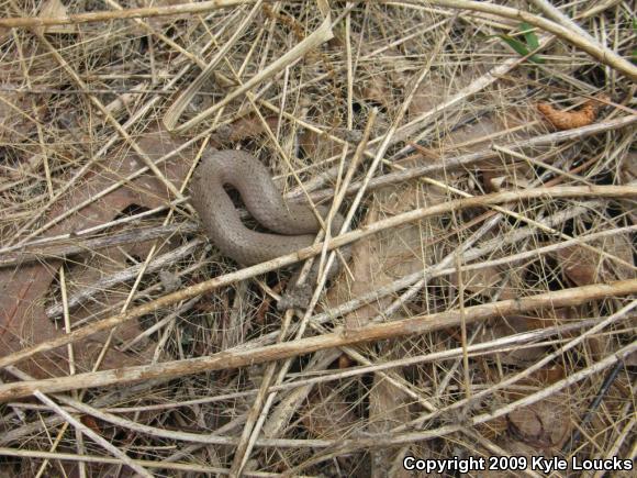 Eastern Smooth Earthsnake (Virginia valeriae valeriae)