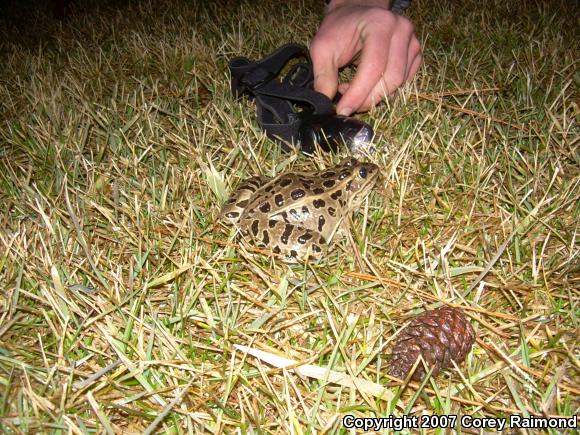 Northern Leopard Frog (Lithobates pipiens)