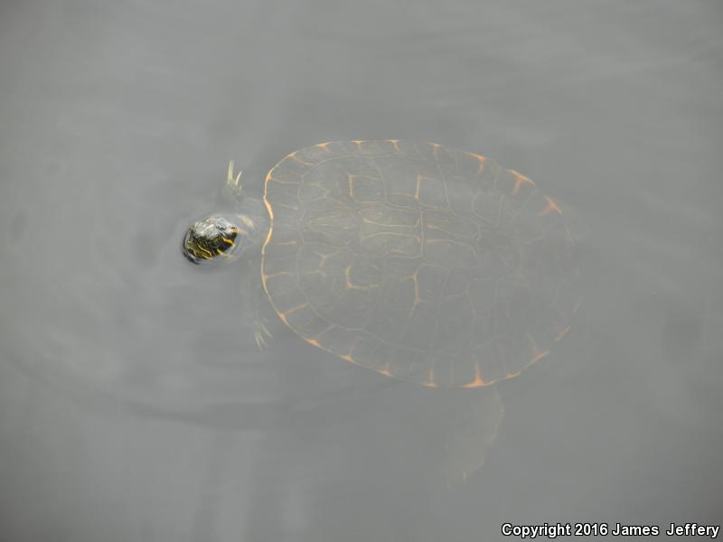 Coastal Plain Cooter (Pseudemys concinna floridana)