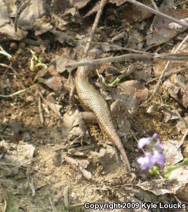 Eastern Fence Lizard (Sceloporus undulatus)