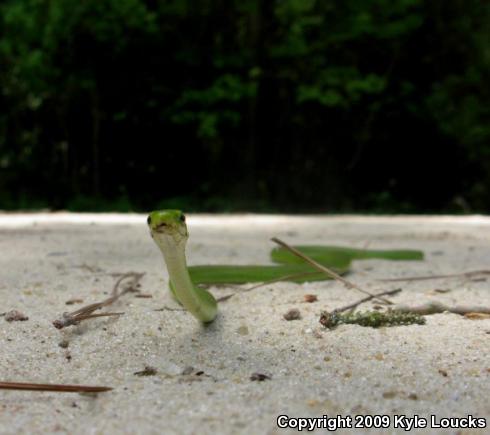 Northern Rough Greensnake (Opheodrys aestivus aestivus)