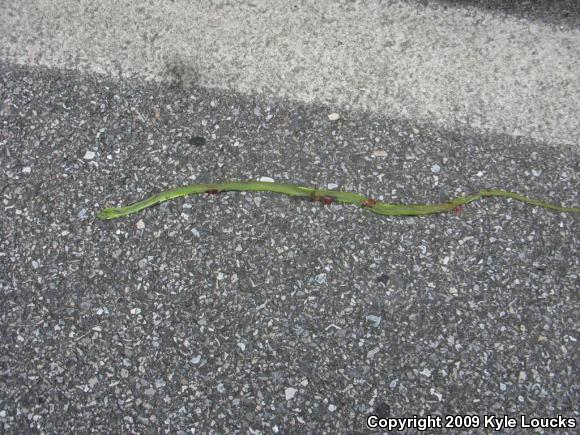 Northern Rough Greensnake (Opheodrys aestivus aestivus)